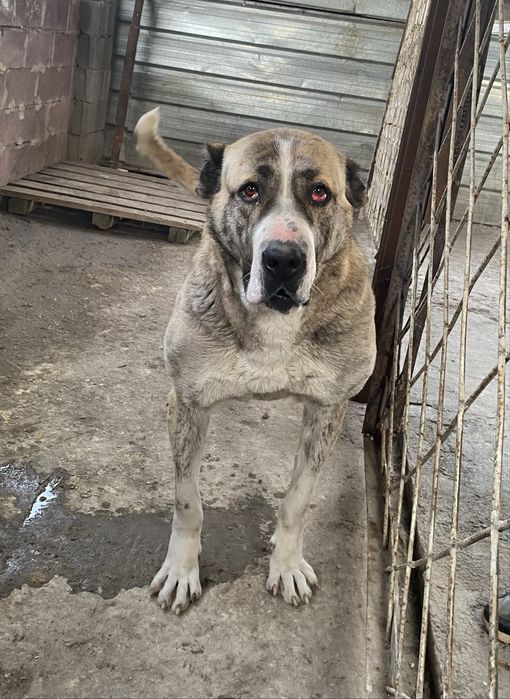 Шерхан легендарный алабай сао