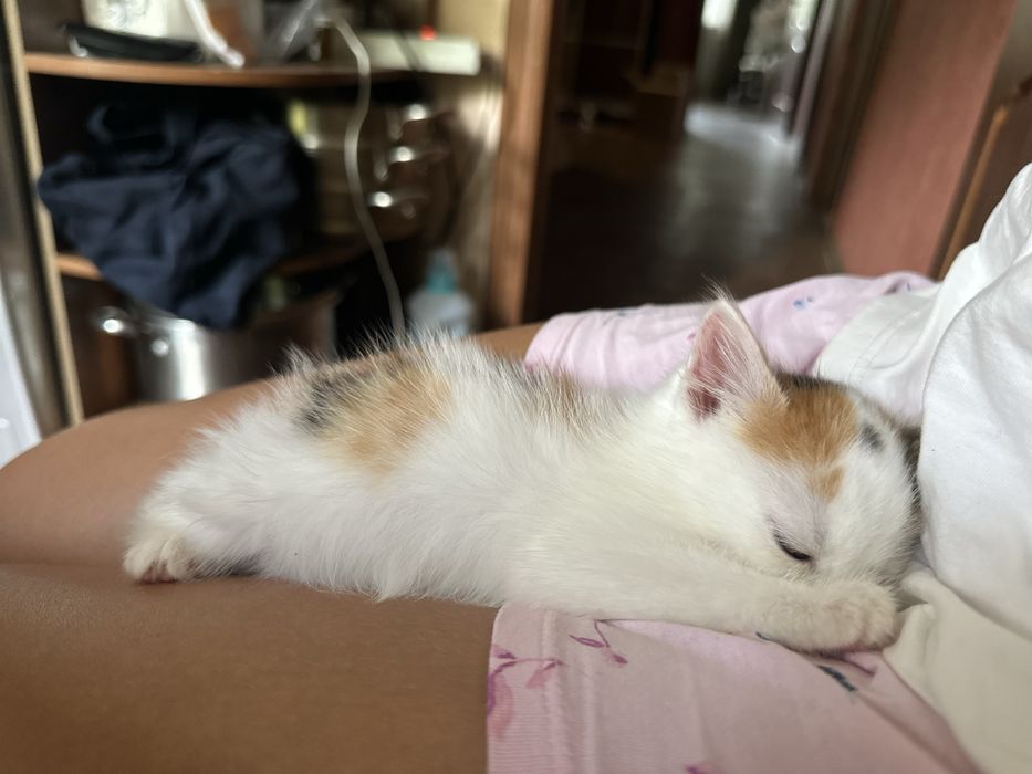 Отдам котят в хорошие руки