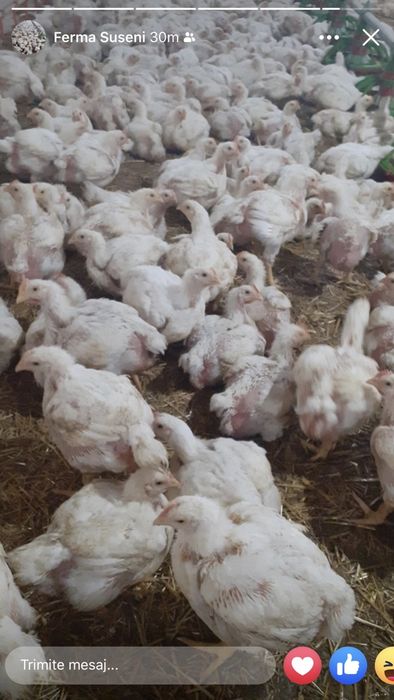 Pui rasa mixta si pui de carne Deveselu • OLX.ro