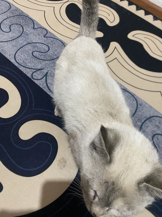 охос азулес кошка редко