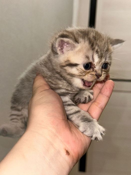 Продам котят британцы