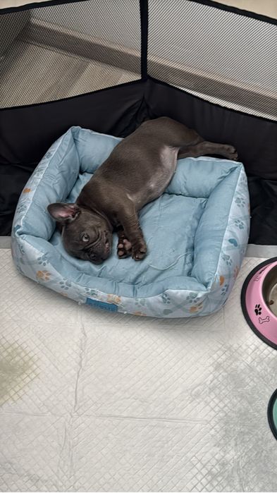 Bulldog francez Blue femela