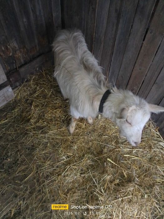 Vând sau schimb iada saanen