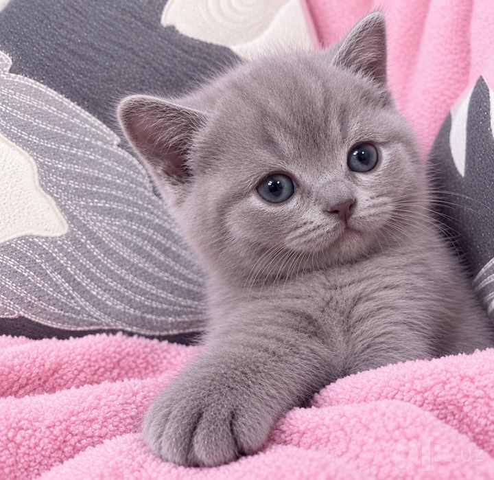 Шотланские котята