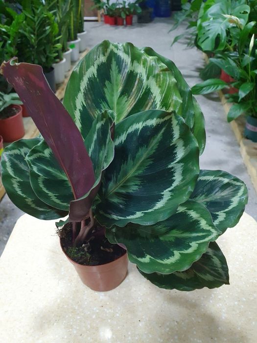 Kalateya arnata калатея арната