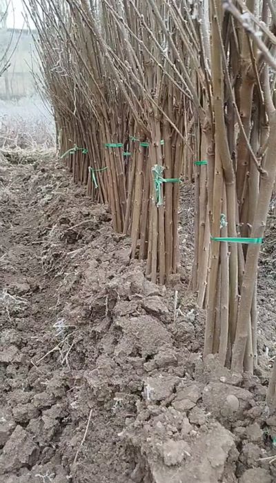 Yuqori sifatli va ishonchli koʻchatlar/Юкори сифатли ва ишончли кучат