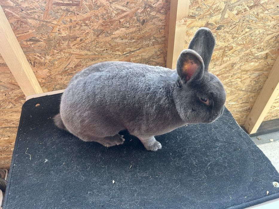 Iepuri albastru vienez, o femela matura și o femela tânără