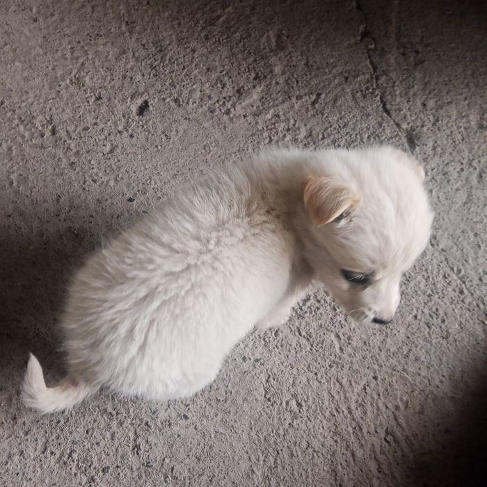 Продам  щенка в хорошие руки