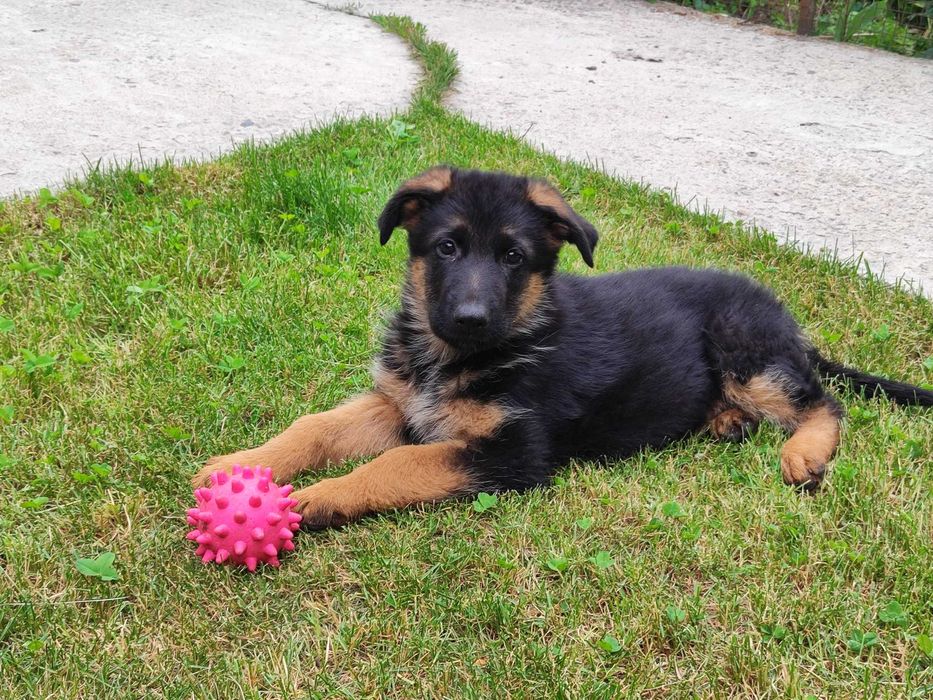 Щенки овчарки продается