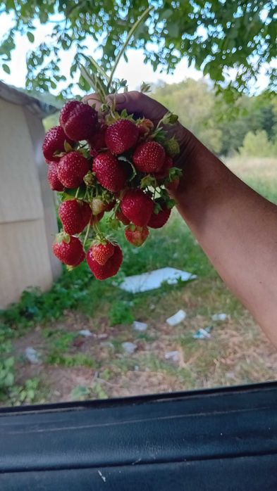 Разсад за ягоди подбрани сортовеотгледани с като био ягоди  6 сорта