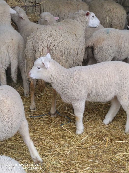 Продавам  агнета
