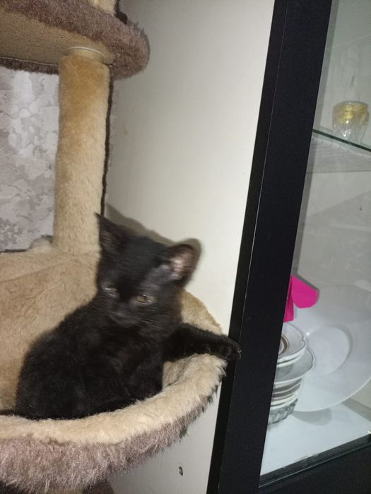 От дам мальчугана в хорошие руки