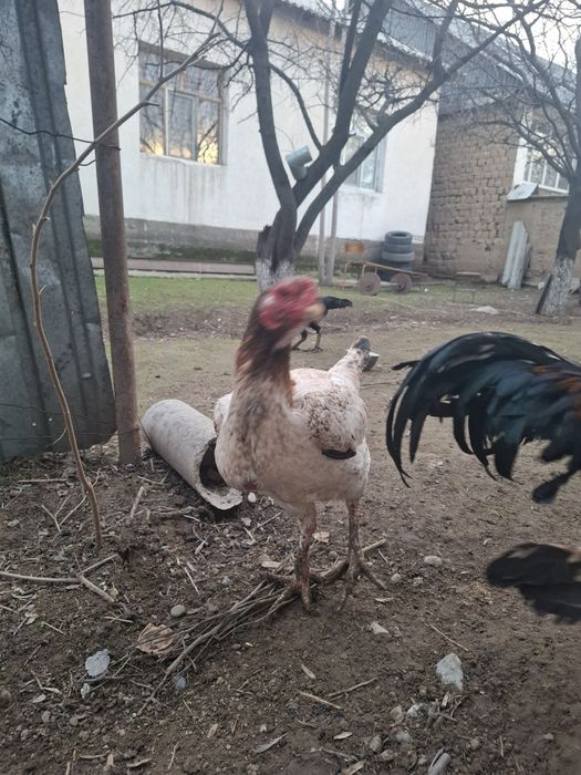 Дакан тауық сатылады китаи шамо