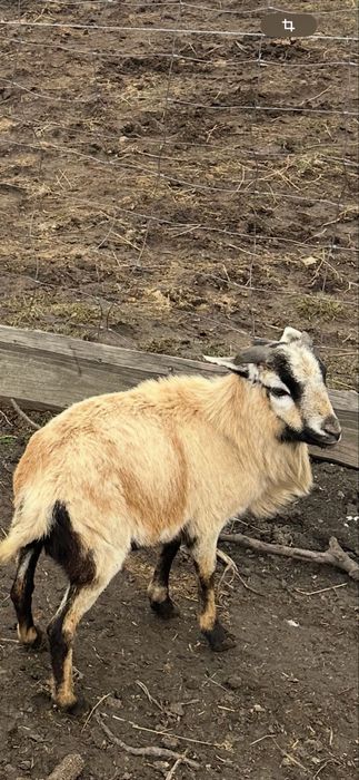 Vand 2 berbecuti de camerun