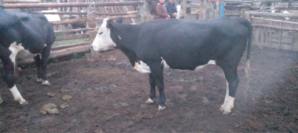 Бұқа құнажын сатылат 2 жас бык продается 2годик