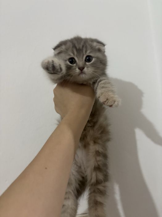 милый вислоухий котёнок, срочно