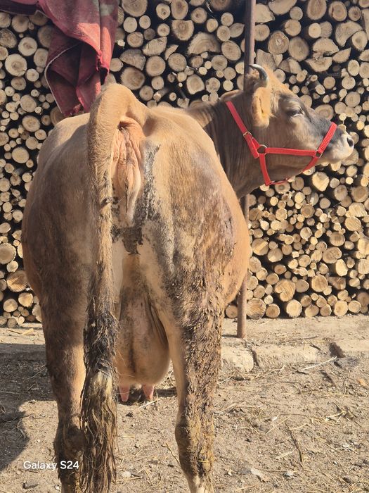 Vaca gestanta de vanzare