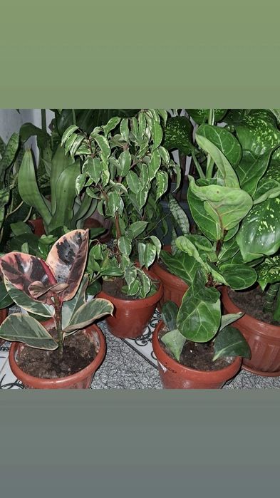 Домашние цветы Мырзакент