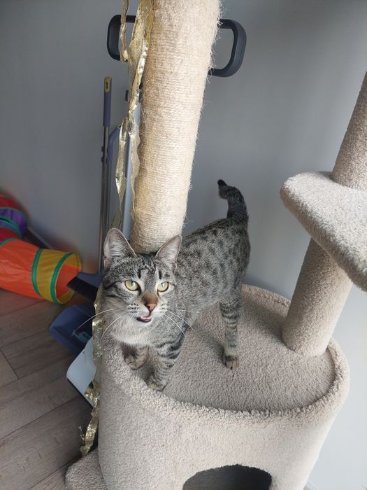 Котенок девочка стерилизованная