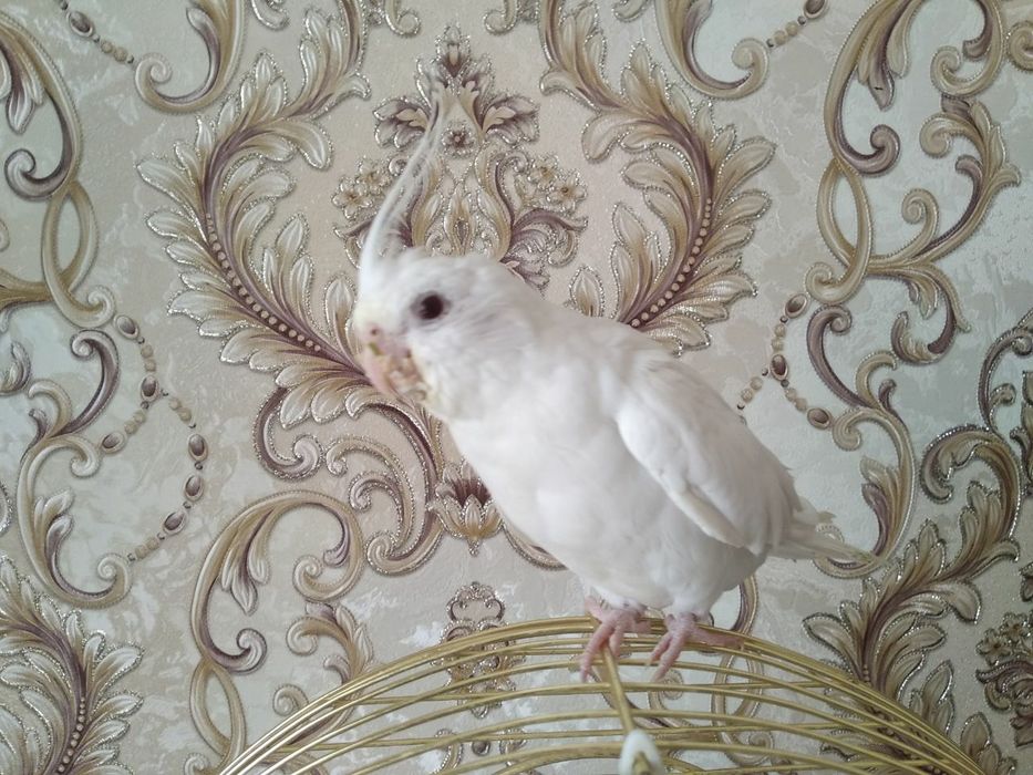 Папугай ручной дубайский