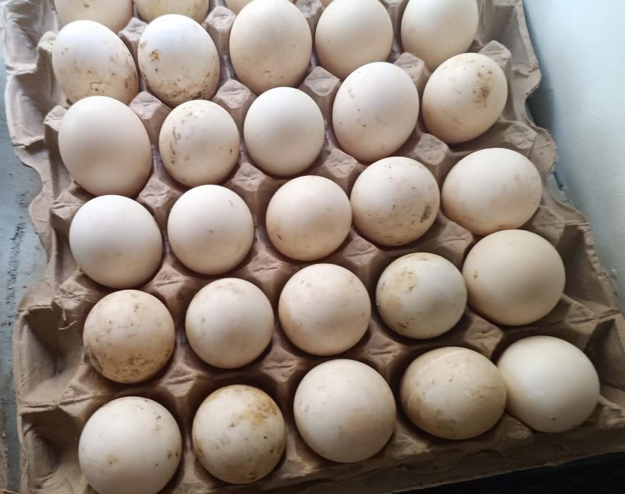 Инкубационое яицо