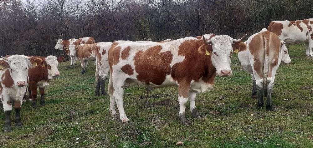 Tăurași 5 x 6200 bucată x 3 juninci