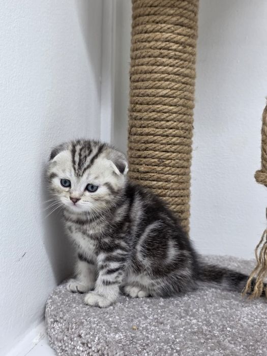 КоТики шотландские