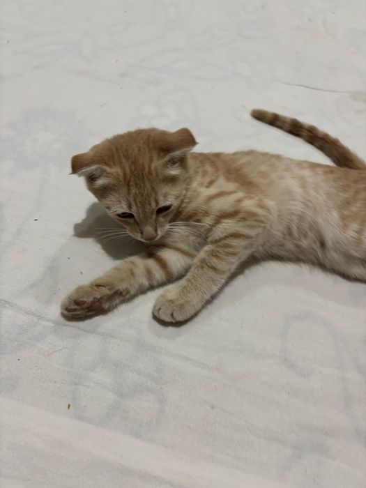 Кошки