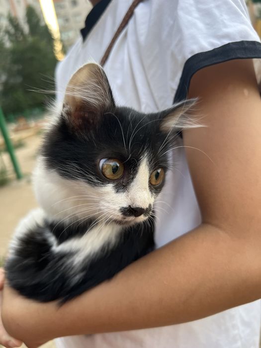 Продается кошка. (Черно белая)