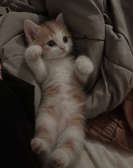 Продам двух котят в хорошие руки