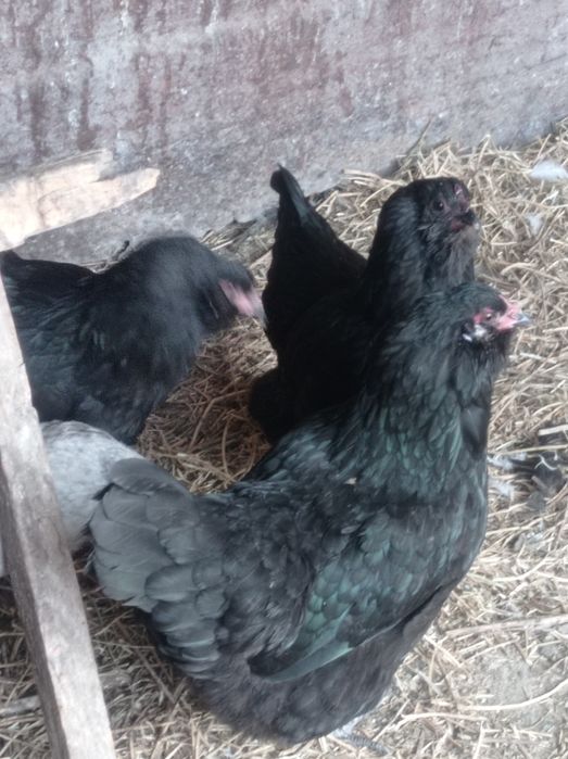 Продаются домашние яйца на инкубацию