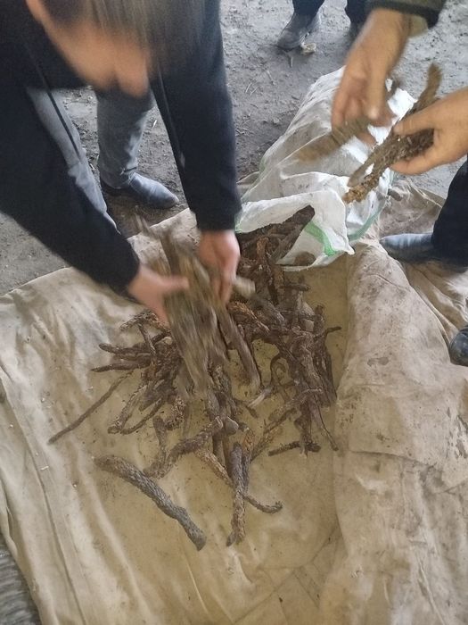 Chistaxeniy. Ildizi. Sotiladi