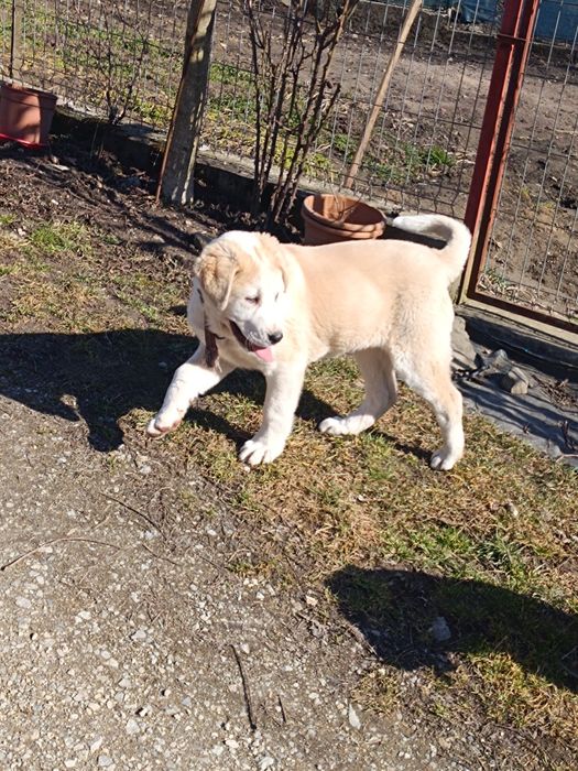 Asia centrala 3 luni