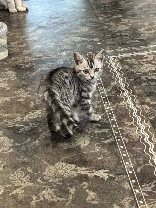 Котенок девочка в добрые руки