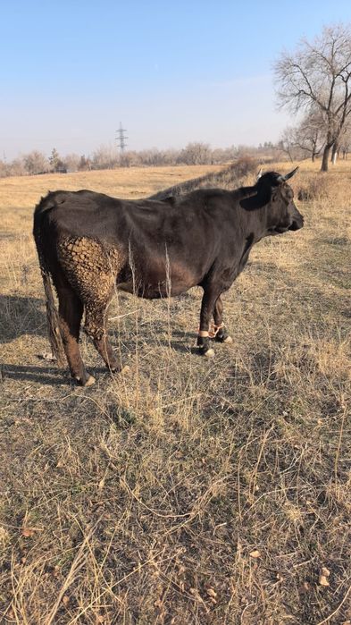 Продаю две коровы ( екі сауынды сиыр сатылады))