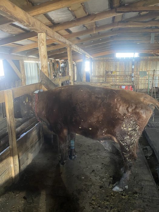 Продам корову на мясо