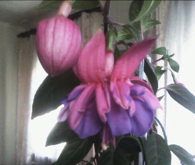 Фуксии сортовые махровые