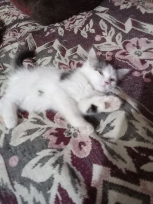 Отдам котенка хорошие руки