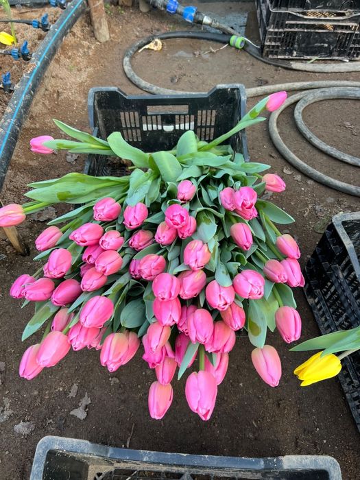 Тюльпаны оптом алматинские