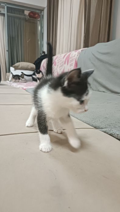 Отдам котят,в добрые руки.