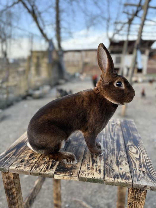 Vând un mascul de rex castor
