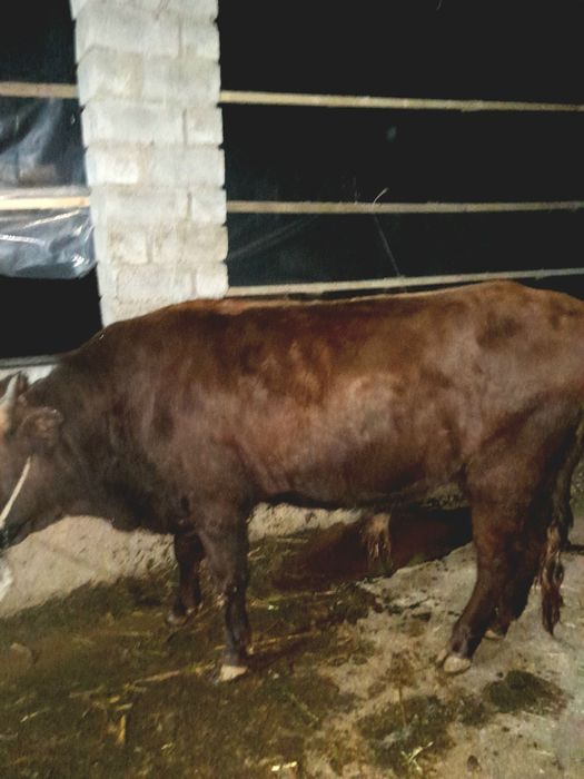 2 ta Hokiz sotiladi.         novvos buqa