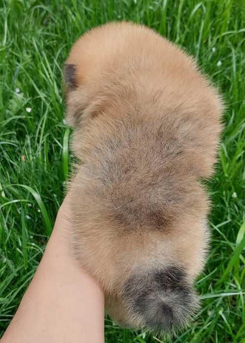 Померанский шпиц