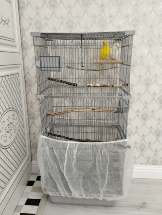 Папугай с клеткой