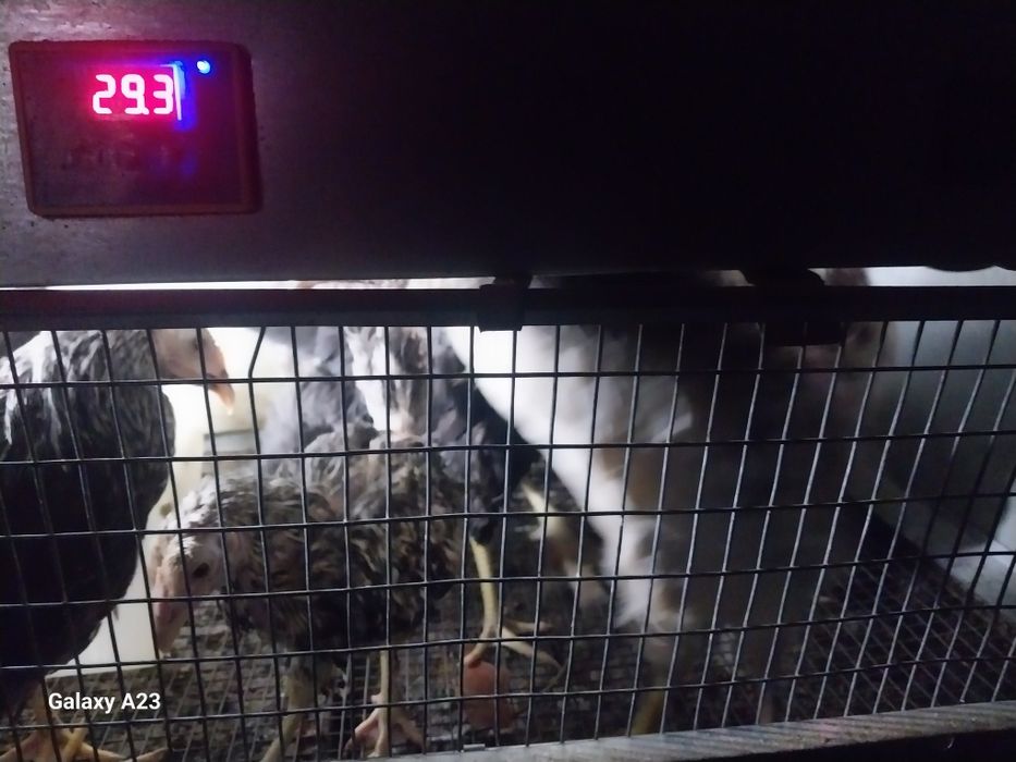 Продам цыплят 2.5-3 мес