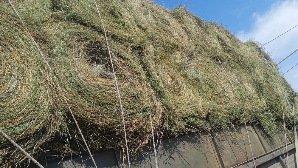 Сено люцерна жоношка урлон жоношка