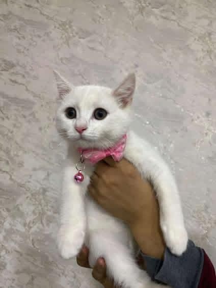 Birtan strayt toza zot