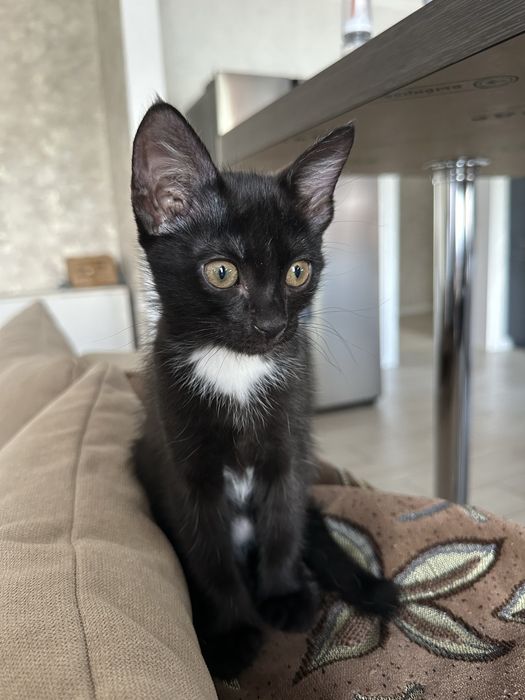 Отдам котенка в добрые руки