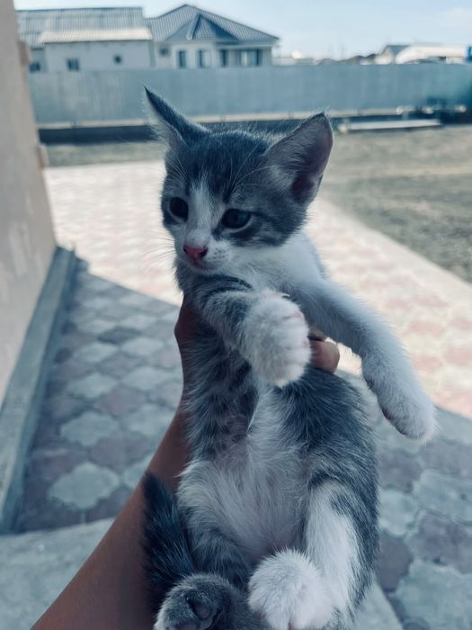 Котенок бесплатно