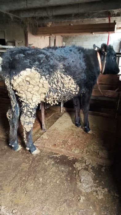 Сроча продам тёлку